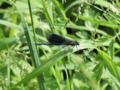 Calopteryx splendens