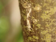 Blastodacna