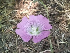 Malva punctata