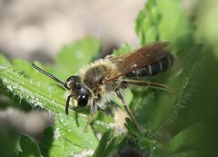 Andrena labialis