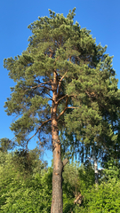 Pinus sylvestris