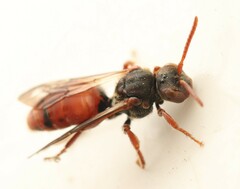 Nomada stigma