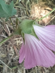 Malva punctata