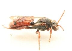 Nomada stigma