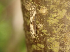 Blastodacna