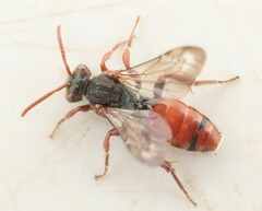 Nomada stigma
