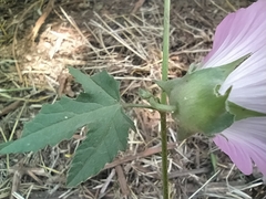 Malva punctata