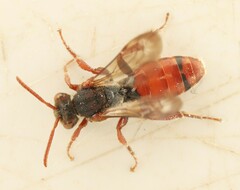 Nomada stigma