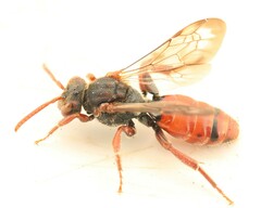 Nomada stigma