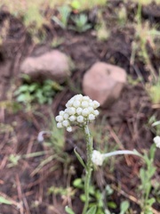 Antennaria luzuloides