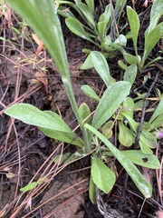 Antennaria luzuloides