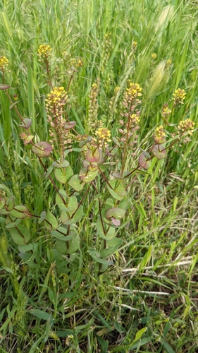 Lepidium perfoliatum iNat (1)