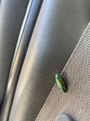 Buprestis confluenta