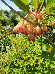 Enkianthus