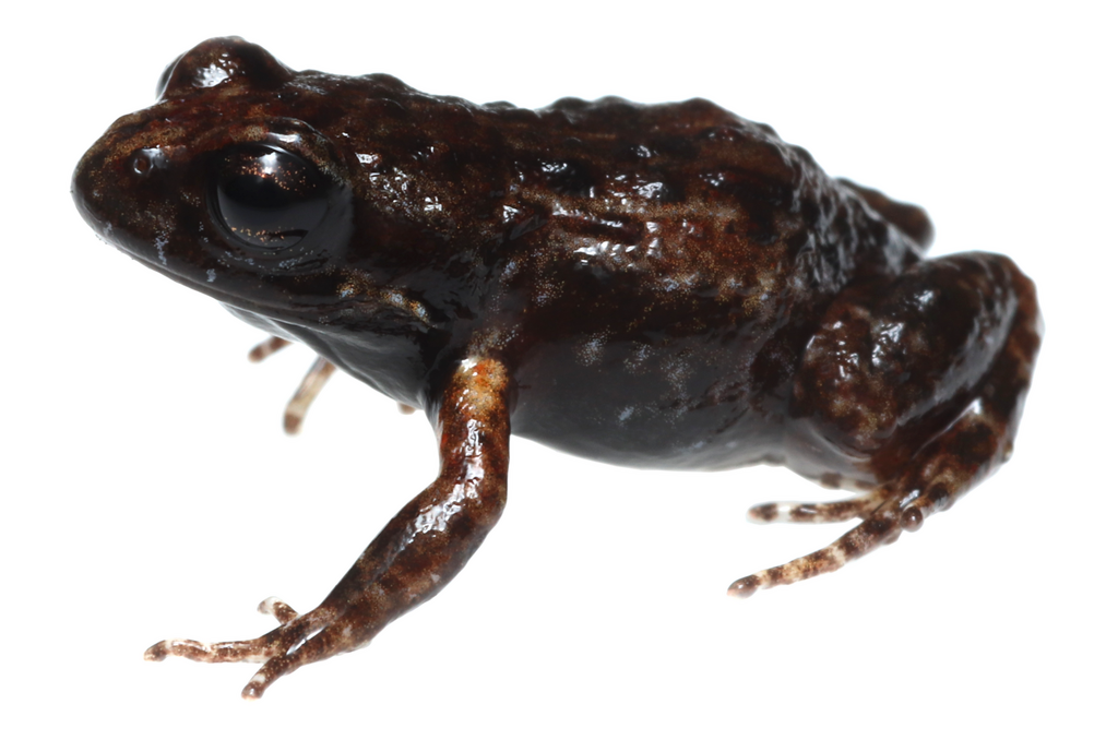 Drakenstein Moss Frog