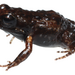 Drakenstein Moss Frog - Photo no rights reserved, uploaded by Oliver Angus