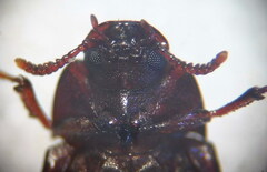 Alphitobius diaperinus