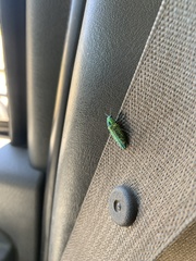Buprestis confluenta
