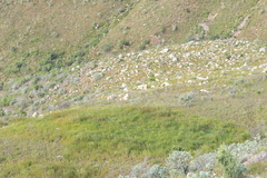 Arthroleptella draconella