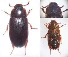 Alphitobius diaperinus
