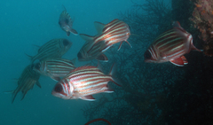 Sargocentron cornutum