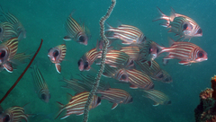 Sargocentron cornutum