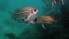 Sargocentron cornutum