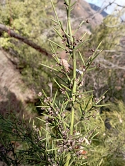 Colletia hystrix