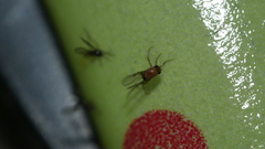 Metopininae