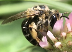 Andrena