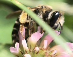 Andrena