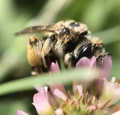 Andrena