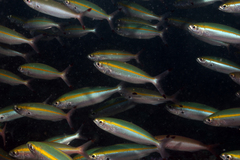 Pterocaesio flavifasciata