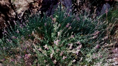 Teucrium marum