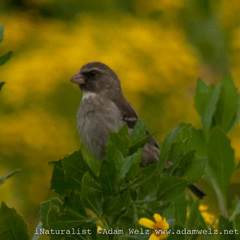 Crithagra leucoptera