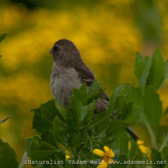 Crithagra leucoptera