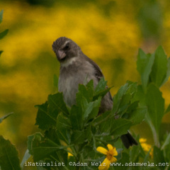 Crithagra leucoptera
