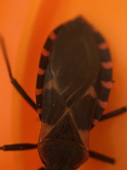 Triatoma sanguisuga