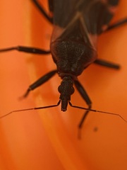 Triatoma sanguisuga