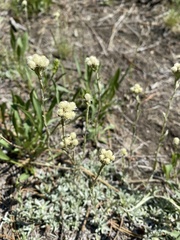 Antennaria rosea confinis