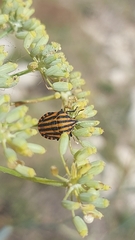 Graphosoma lineatum siciliensis