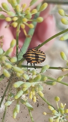 Graphosoma lineatum siciliensis