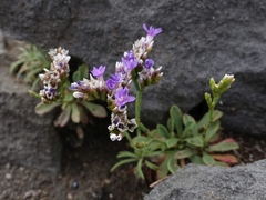 Limonium pseudotranswallianum
