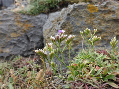 Limonium pseudotranswallianum