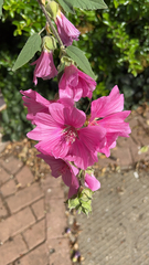 Magnoliopsida