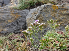 Limonium pseudotranswallianum