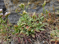 Limonium pseudotranswallianum