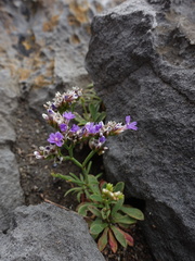 Limonium pseudotranswallianum