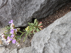 Limonium pseudotranswallianum
