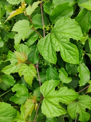 Vitis amurensis